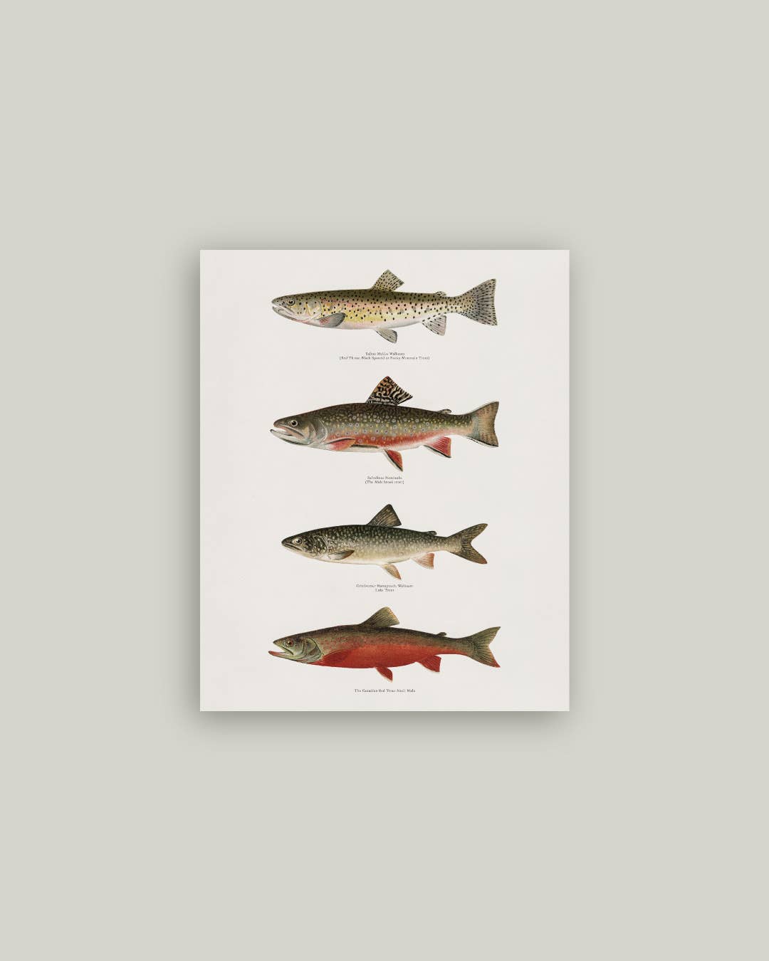 Vintage Trouts Antique Artist Board