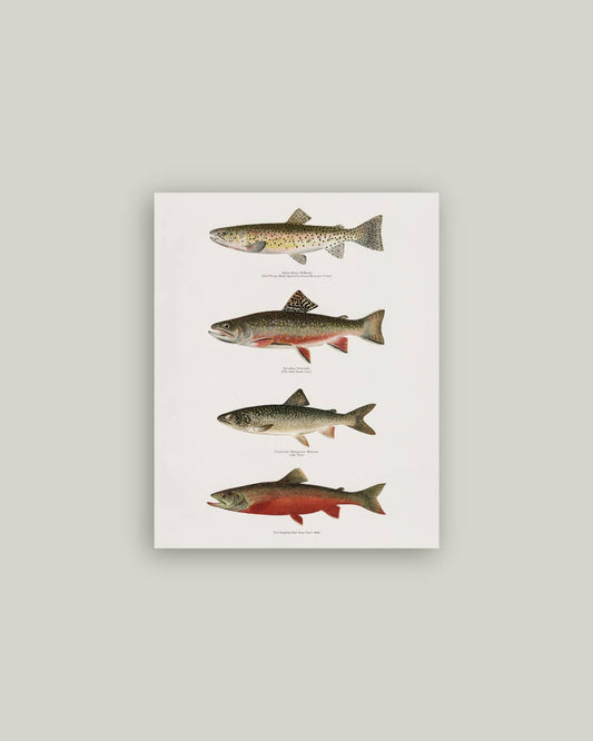 Vintage Trouts Antique Artist Board